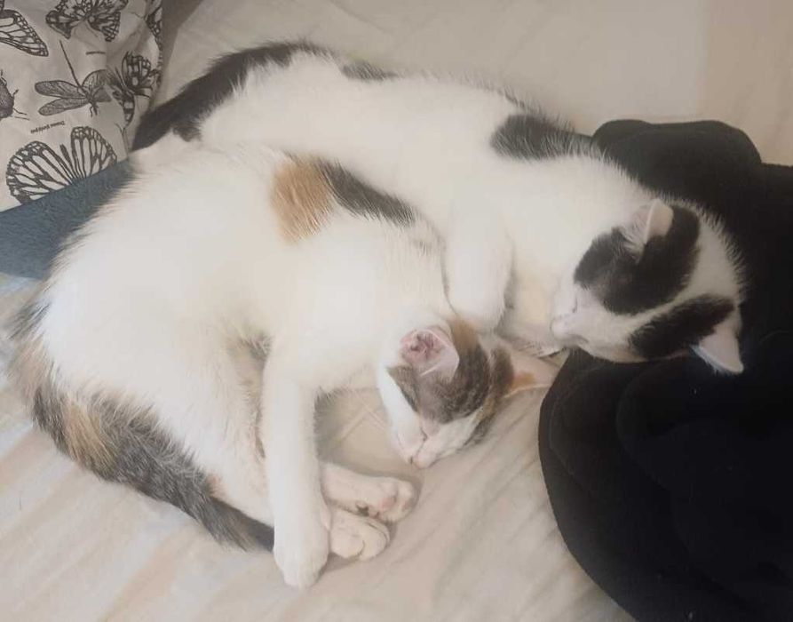 Oddam kotkę i kocura