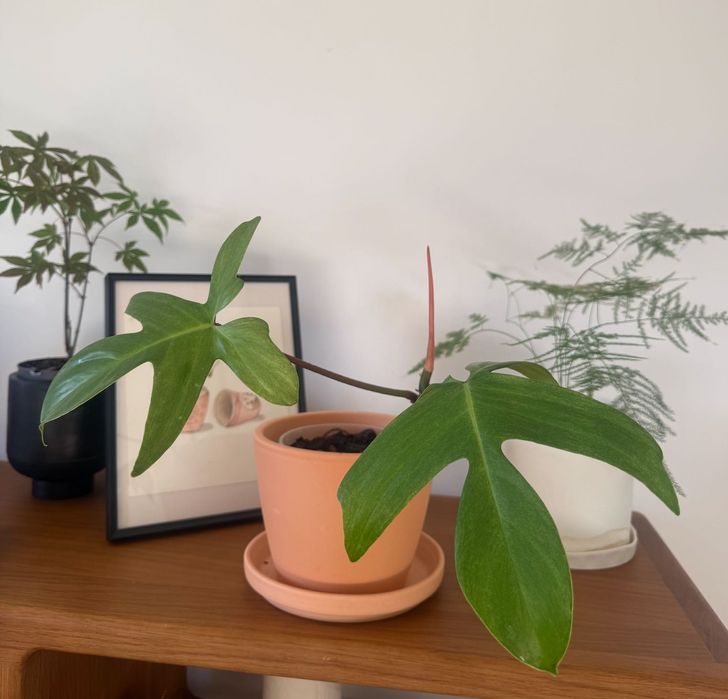 Planta de interior - Philodendron Florida Ghost
