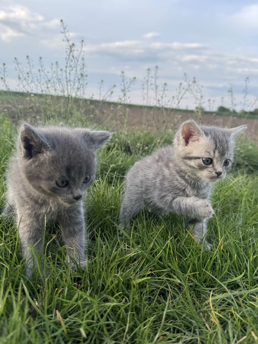 Продам шотландськіх прямовухих кошенят