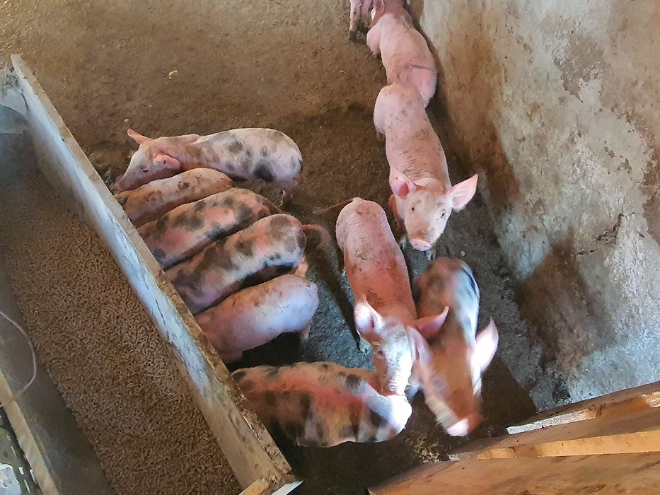 Leitões  para vender