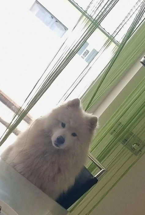 Samojed/Samoyed - Przepiękne odchowane szczeniaki, gotowe do domu!