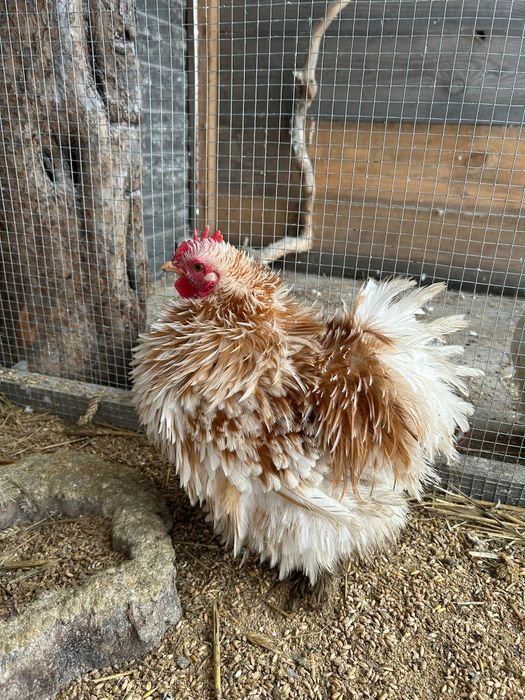 Kury Koguty kogut Kochin karzelek miniaturowy  lokowany