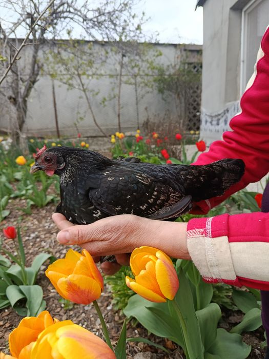 ИЯ бентамок продам