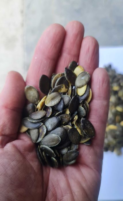 Dynia bezłuskowa bezłupinowa oleista pestki wysyłka od rolnika