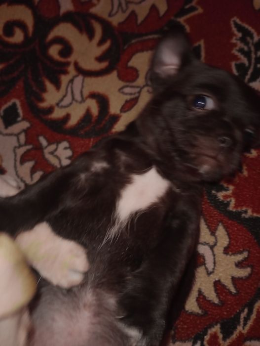 Чихуахуа цуценята