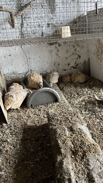 Ovos de codornizes galados