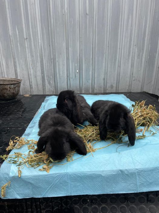 Продаются породистые  кролики