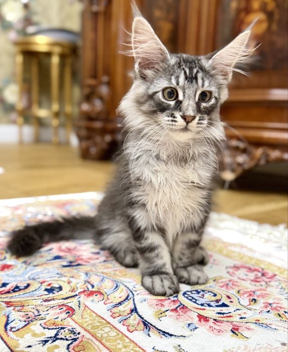 Мейн Кун- хлопчик  black silver tabby ns22