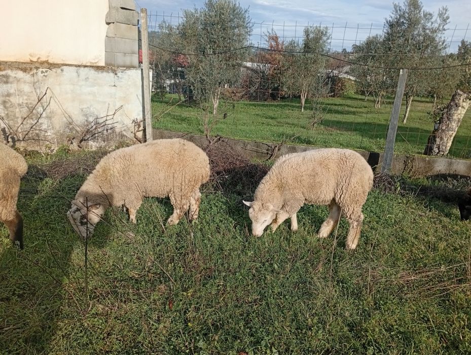 Disponível para venda dois borregos