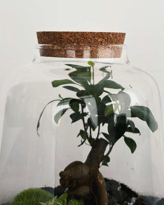 Aluguer Terrários Plantas Naturais