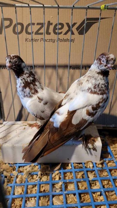 Gołębie motyle warszawskie