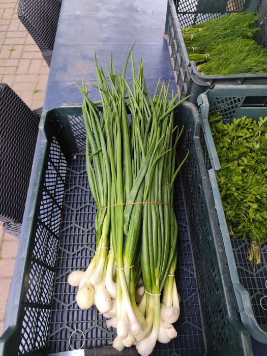 Szczypiorek zdrowy piękny pęczki !!!