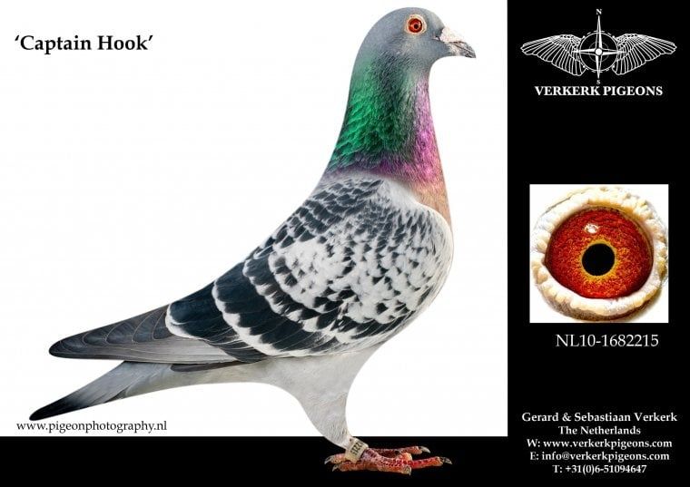 Gołębie pocztowe młode 2025 G. & S Verkerk - Gebr. Janssen