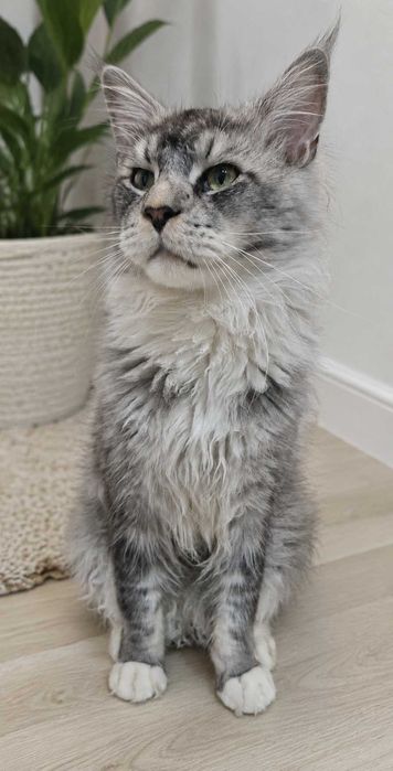 Kocurek Maine Coon FPL FIFE opcja hodowlana