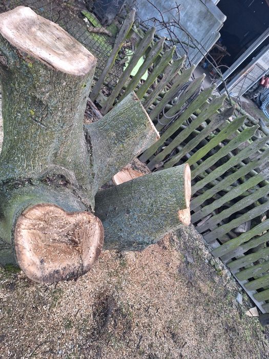 Duży wielogabarytowy pień orzech wloski