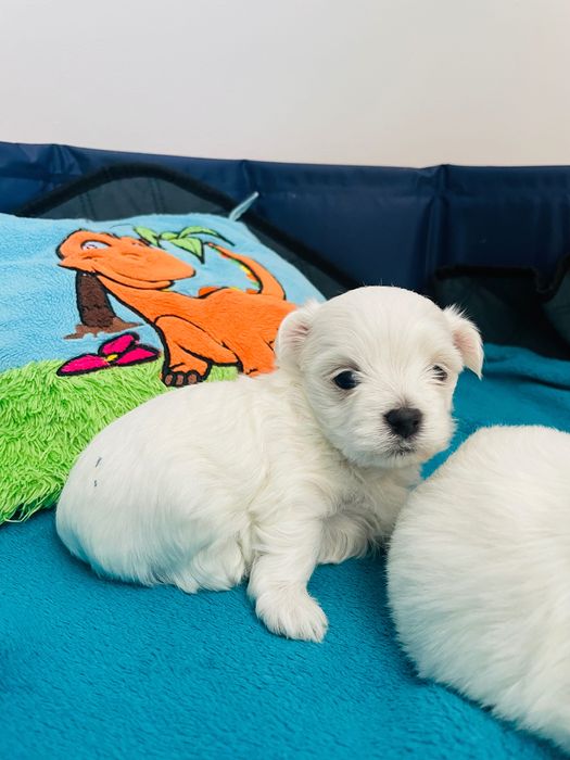 Maltańczyk mini sunia