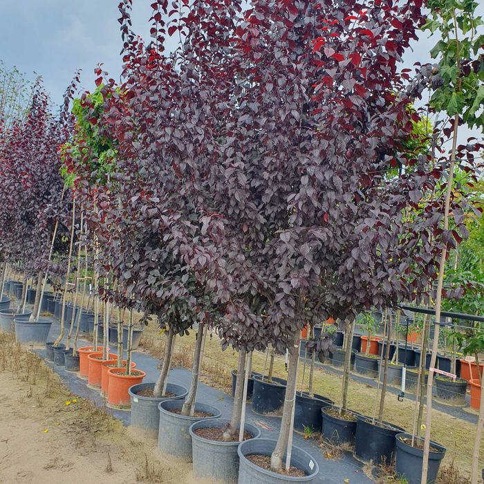 Duże drzewa alejowe-Śliwa wiśniowa Pissardi, Klon purpurowy ,Katalpa