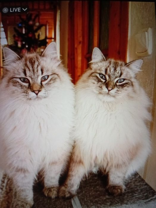 Котик шотландський Skotish