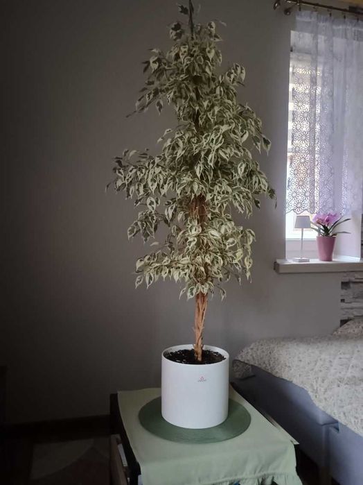 Kwiatek Beniamin