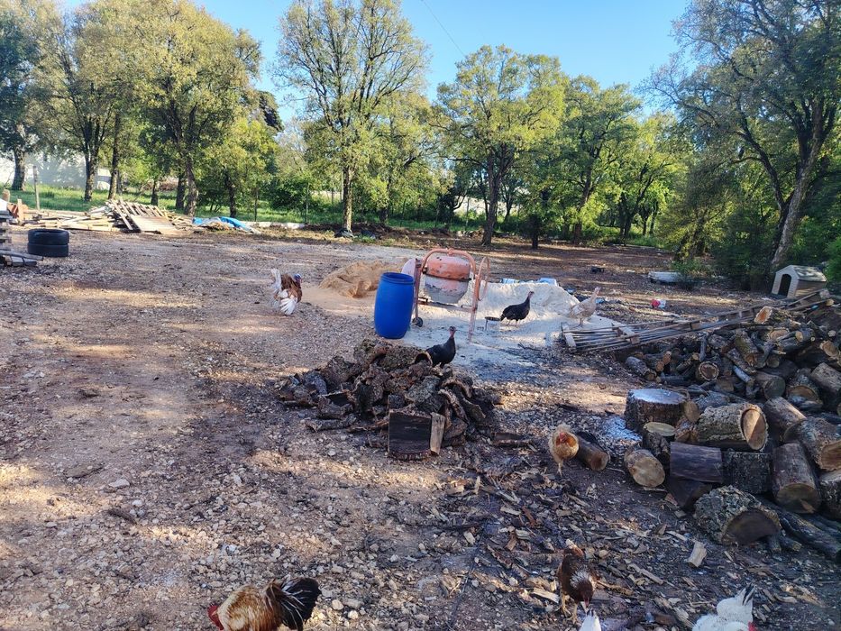 Animais perus vendo ou troco