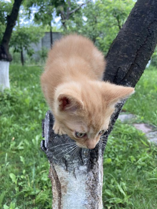 Котики та кішечка
