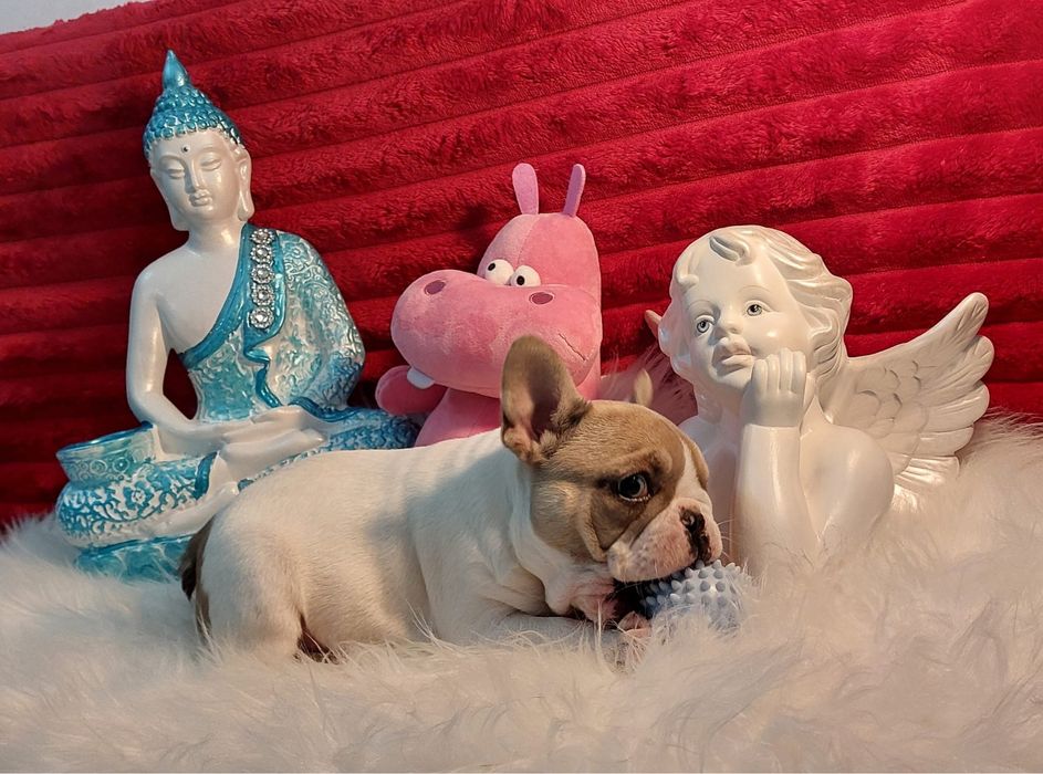 Bulldog frances fawn pied