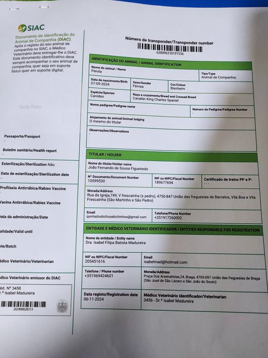 Fantástico Cavalier King Charles