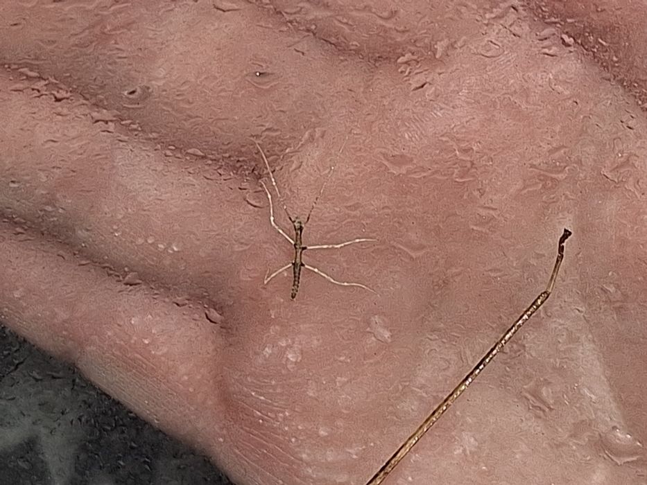 Małe patyczaki rogate