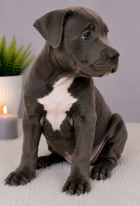Cudowny piesek Amstaff blue!