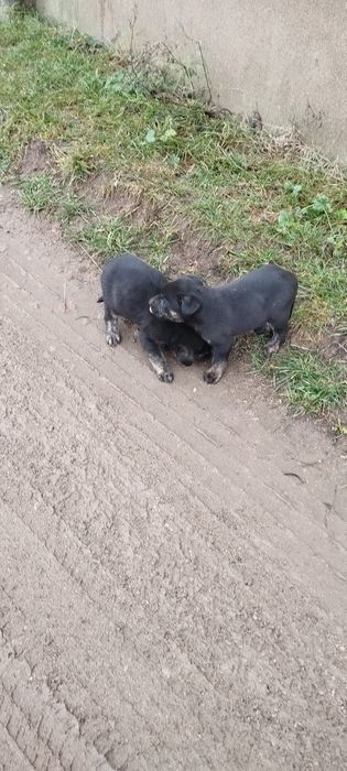 Oddam szczeniaki w dobre ręce