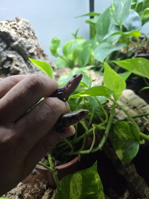 Scynk ognisty / Riopa fernandi (Lepidothyris fernandi / Mochlus)