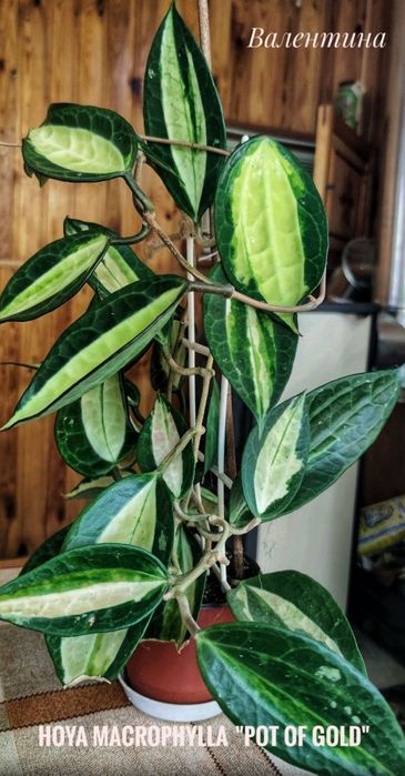 Хойя Macrophylla Pot of Gold