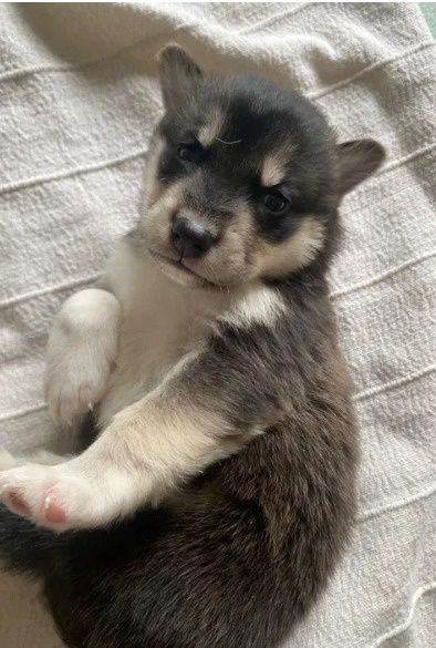 Doação responsável