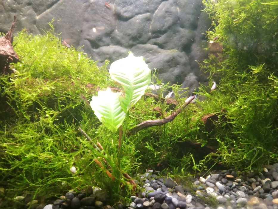 Java Moss mech jawajski