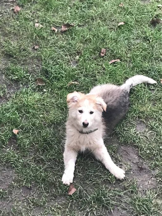 Стерилізована Умка шукає відповідальних батьків!