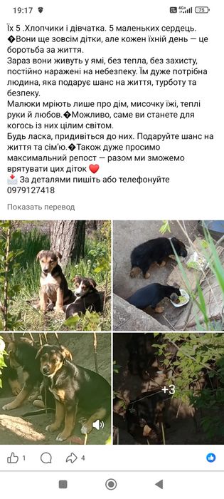 Щенки с доставкой бесплатно. Щенок даром. Пёс. Собака.