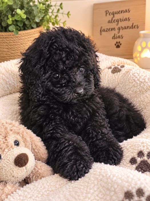 Poodle anão macho