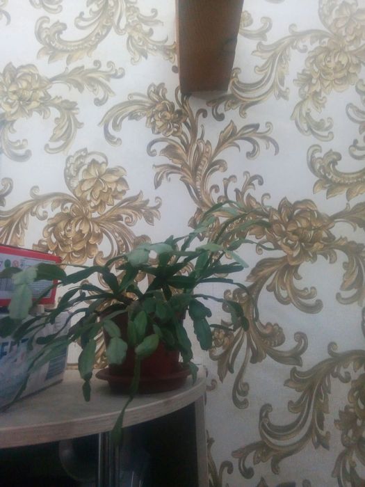 рождественник
