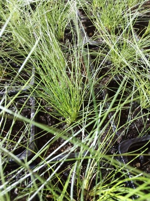 Dowóz Kostrzewa miotlasta zielona niedźwiedzie futro