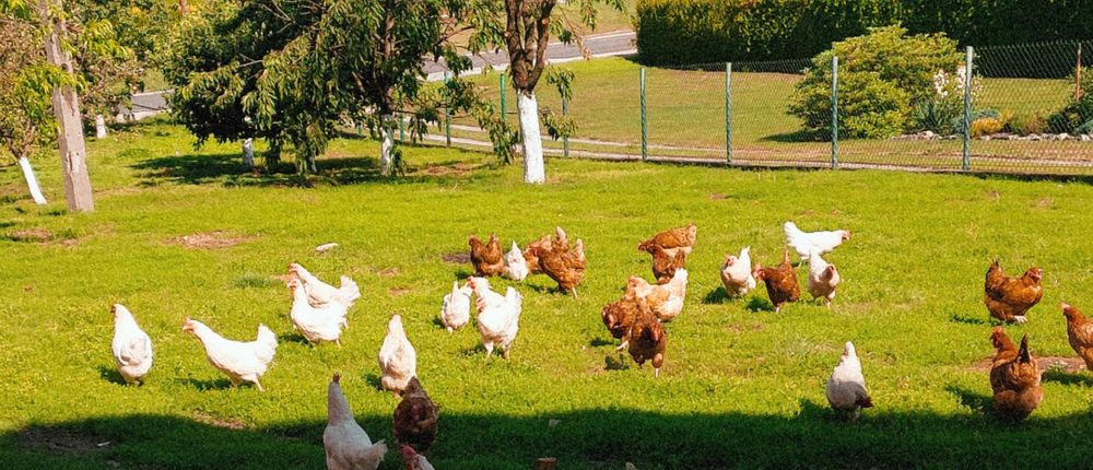 Jaja od kur z wolnego wybiegu