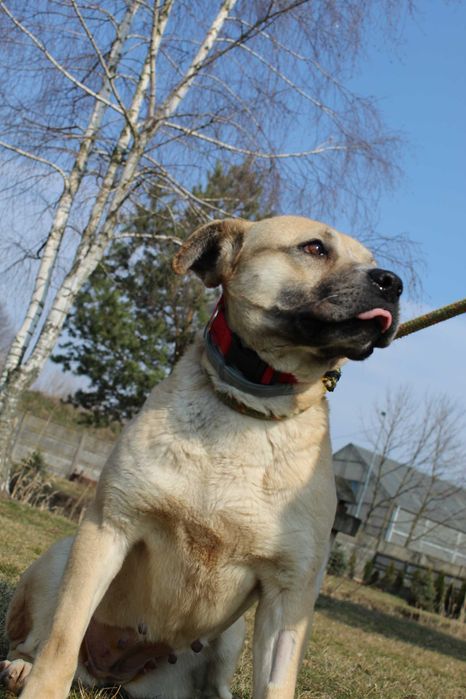 104984 Elza do adopcji.