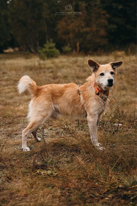 Misiek - nieszczęścia go kochają, ludzie niestety nie...