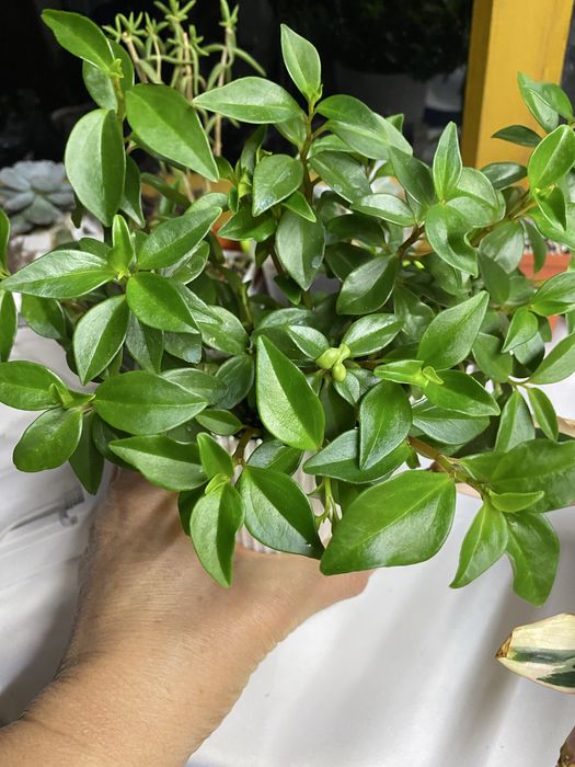 Ехеверія,паперомія,еоніум,пеларгонія марлезон2, пеларгонія Анна-Жанет