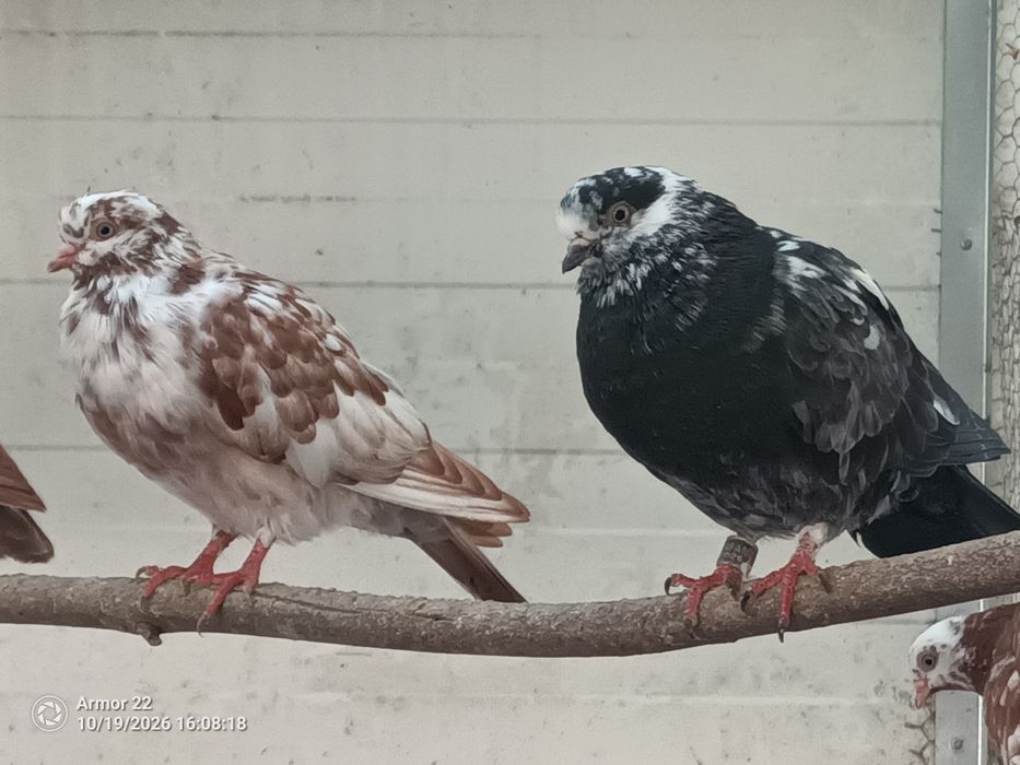 Pombos cambalhota