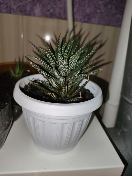 Продам комнатное растение Хавортия