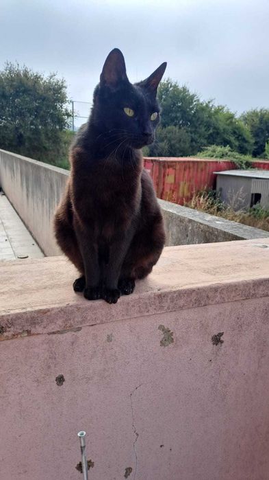 Gatos Adultos para Adopção