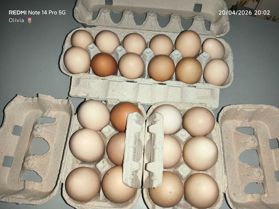 Tenho ovos caseiros para venda.....