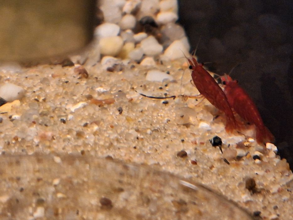 Akwarium z krewetkami Bloody Mary