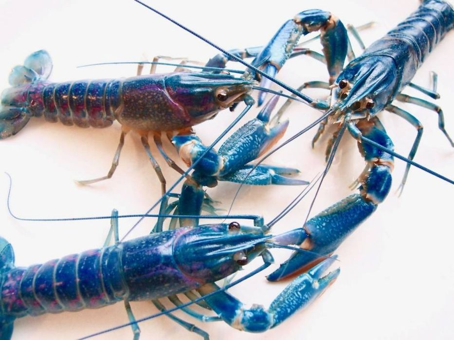 Бізнес по АККР , бізнес під ключ, реалізація, допомога, викуп.