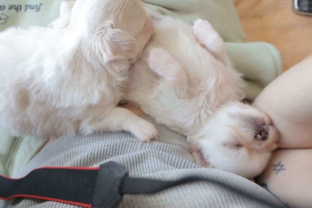 Chihuahua branco olhos azuis . Menino . Pêlo Longo.  Lindo demais.